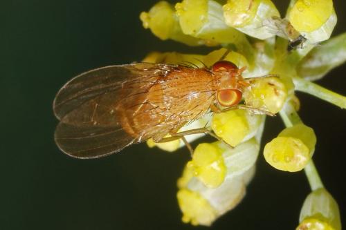 Réf. 310 091 : Sapromyzosoma laevatrispina